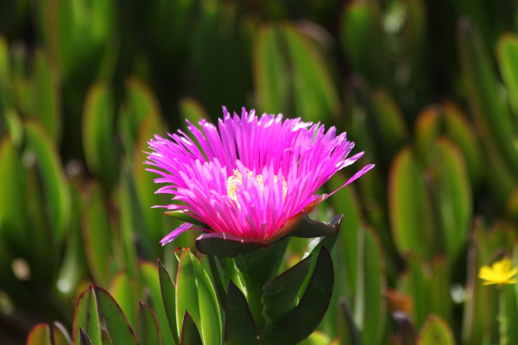 IMG_9558.JPG - Flower