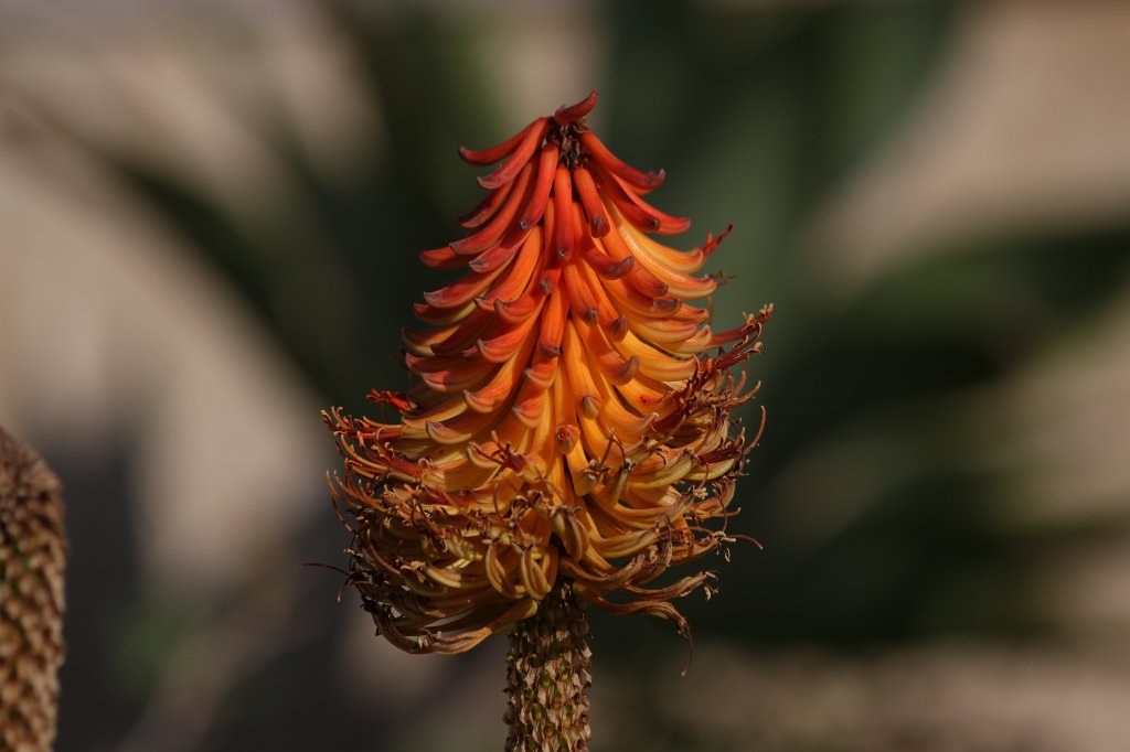 IMG_9568.JPG - Blooming