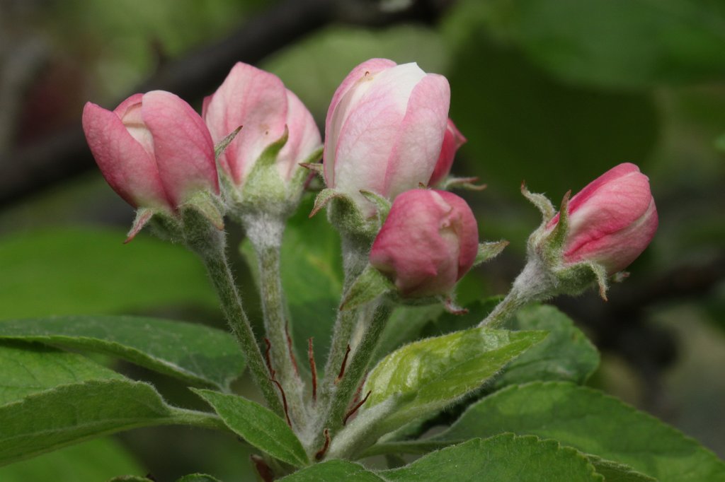 IMG_9667.JPG - Apfelbaumknospen