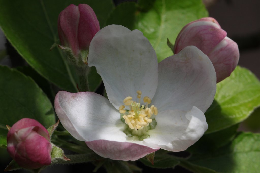 IMG_9678.JPG - Apfelbaumblüte