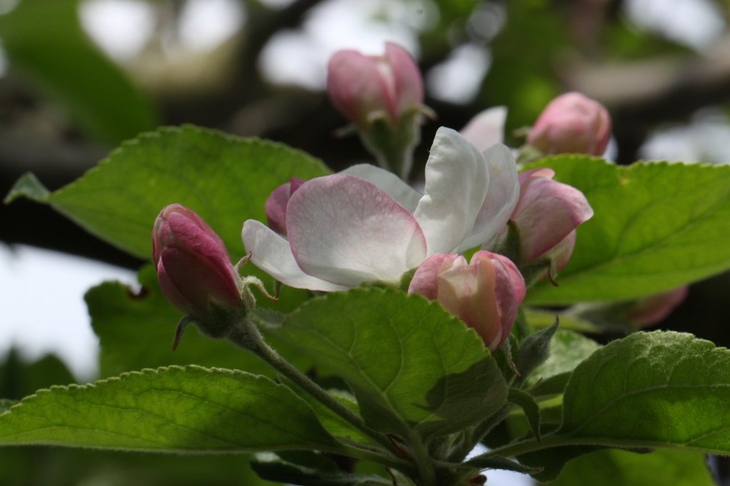 IMG_9679.JPG - Apfelbaumblüte