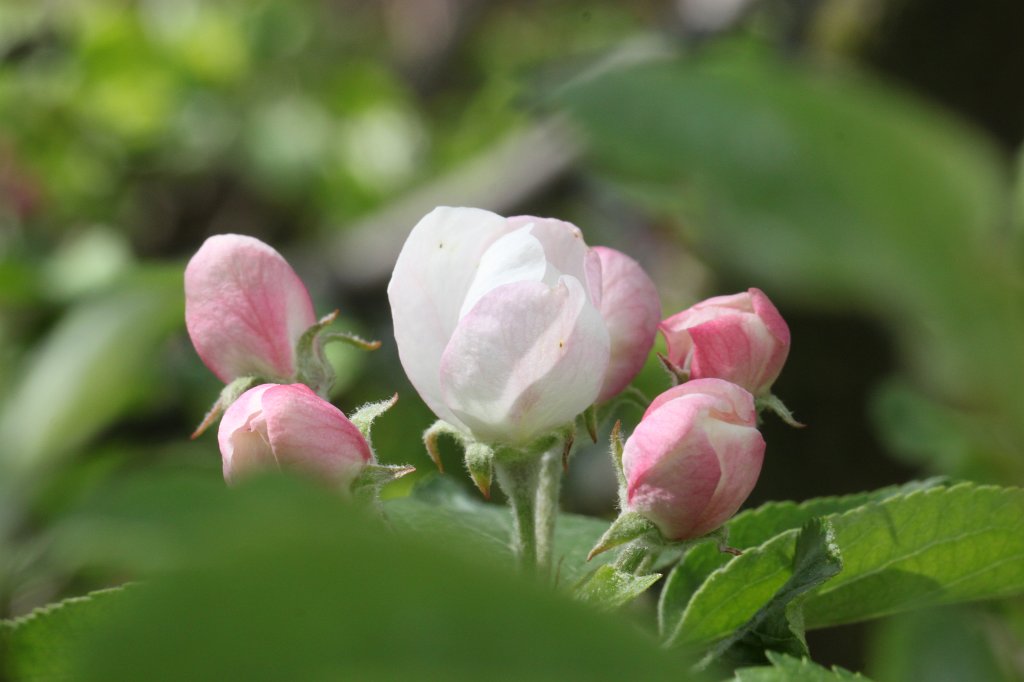IMG_9680.JPG - Apfelbaumblüte