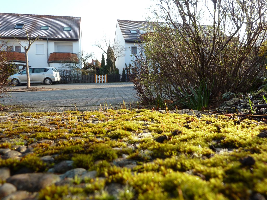 P1110681.JPG - Moss on stairs