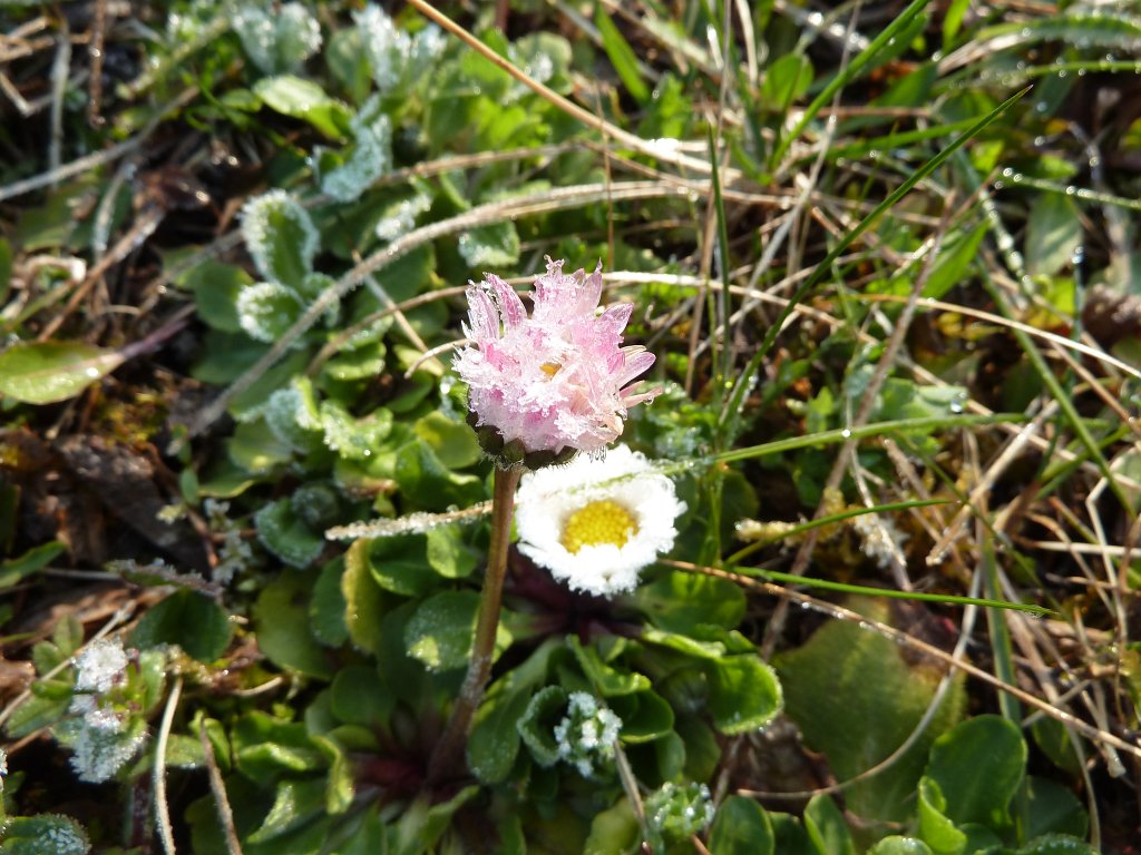 P1110701.JPG -  Daisy 