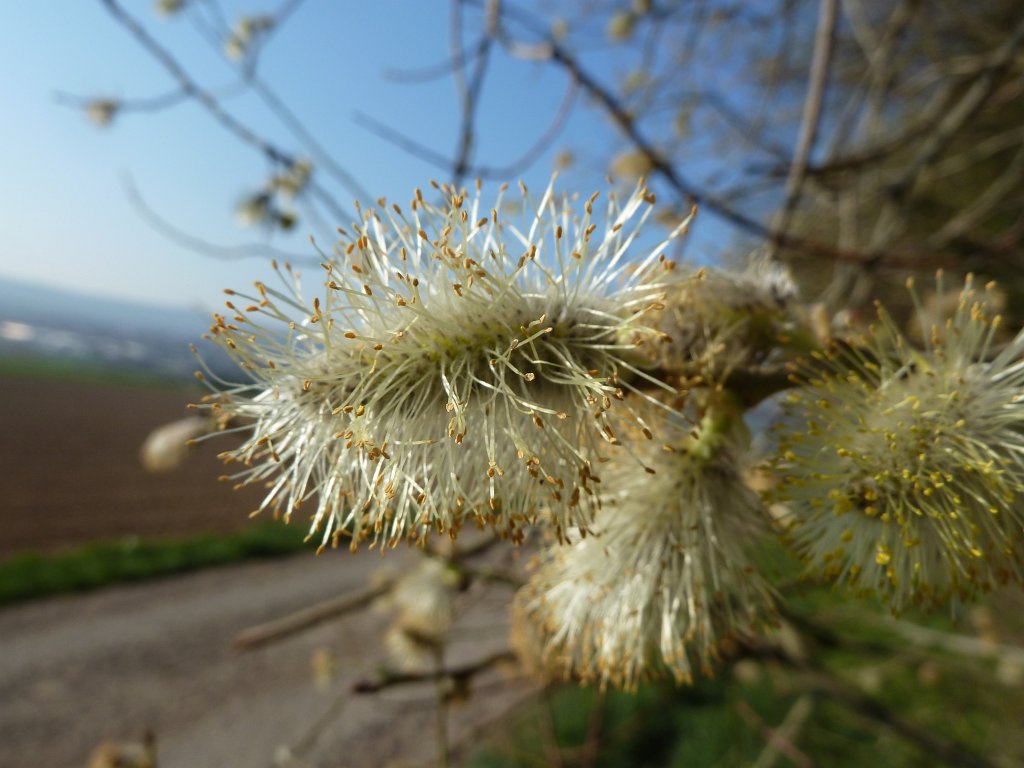 P1110713.JPG - Catkin