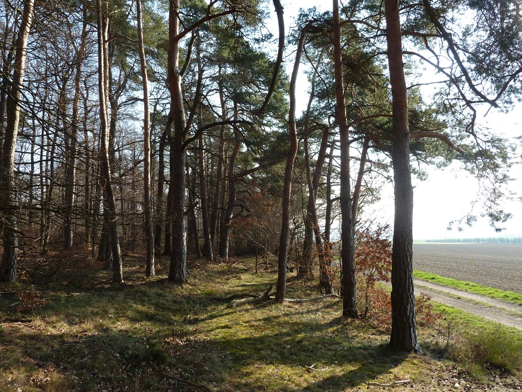 P1110738.JPG - Edge of the wood