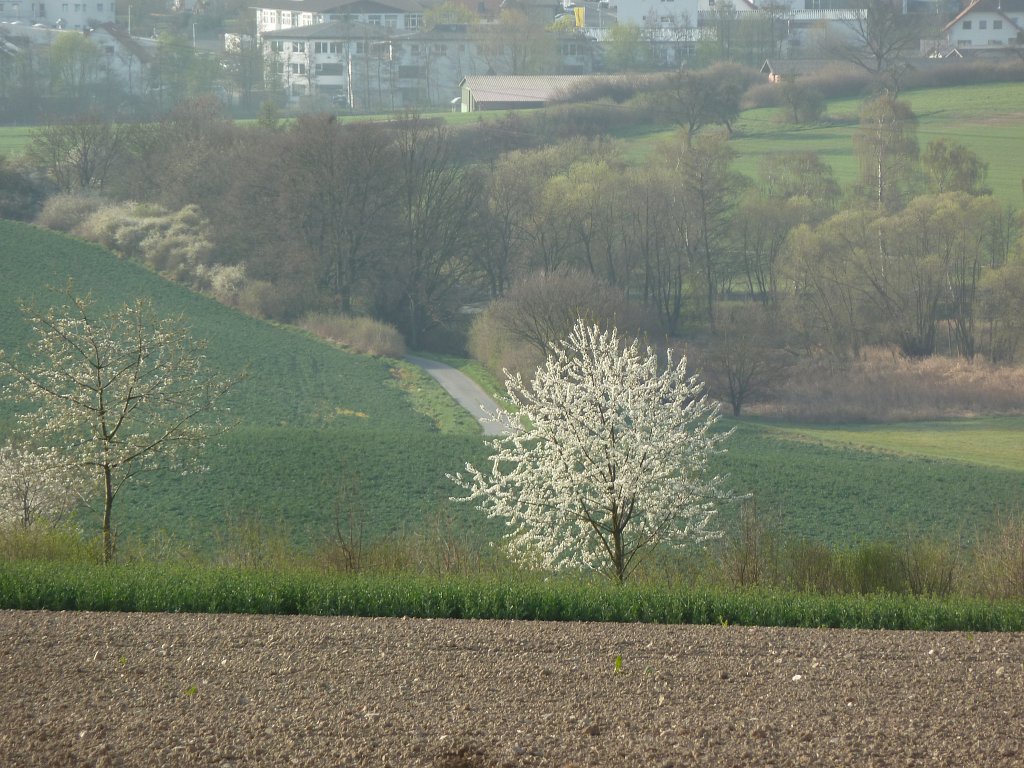 P1110788.JPG - Tree blossom