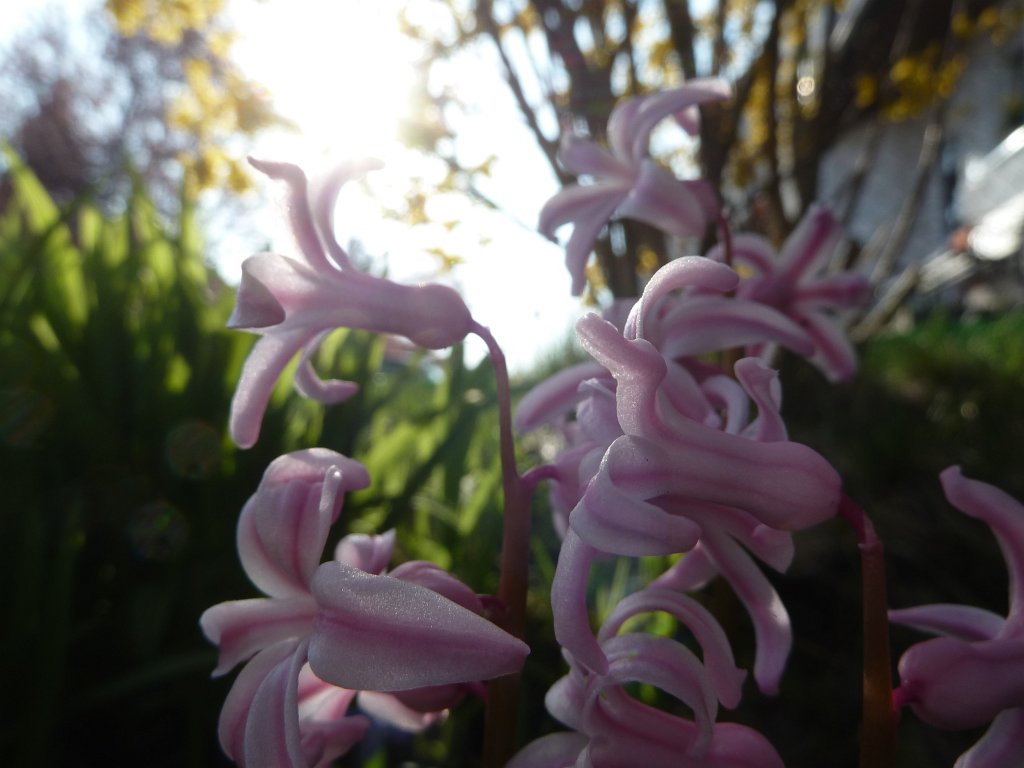 P1110799.JPG - Blossom