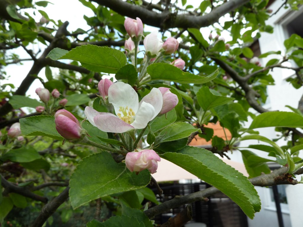 P1110816.JPG - Apfelbaumblüte