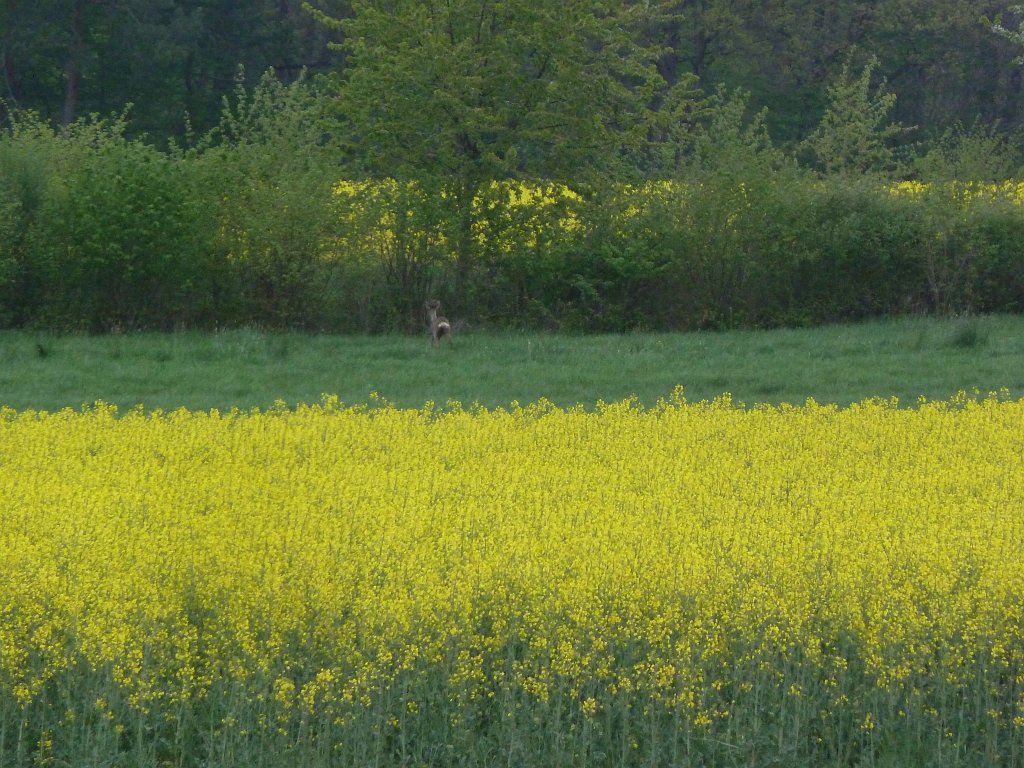 P1110842.JPG - Wild  roe deer  encounter in the morning