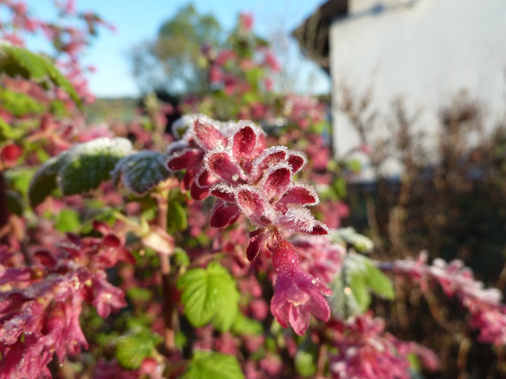 P1110902.JPG - Frozen blossoms