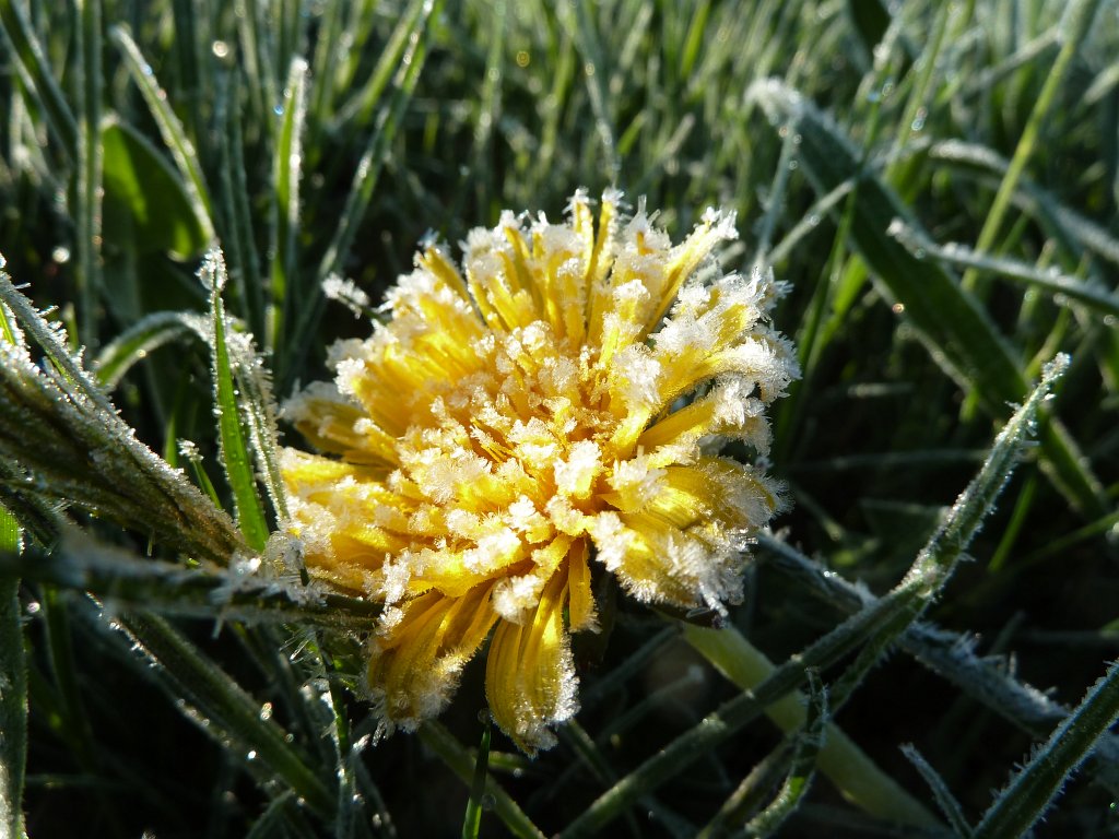 P1110914.JPG - Frosted Dandelion
