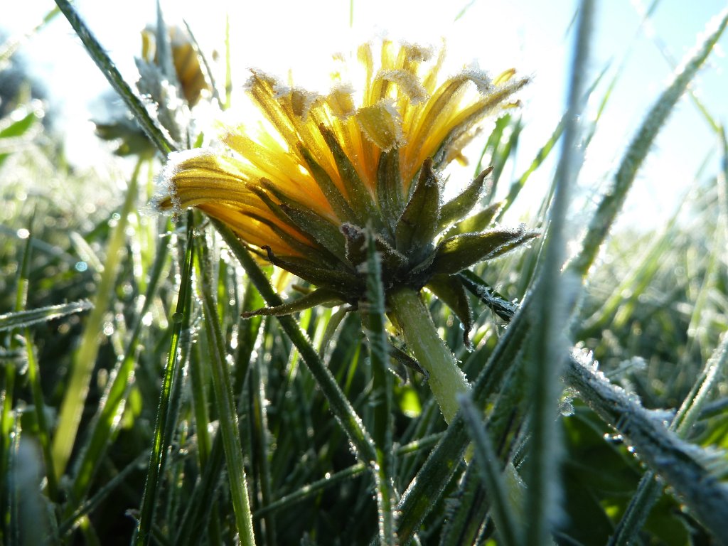 P1110915.JPG - Frosted Dandelion