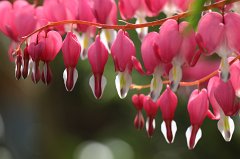 Bleeding Heart