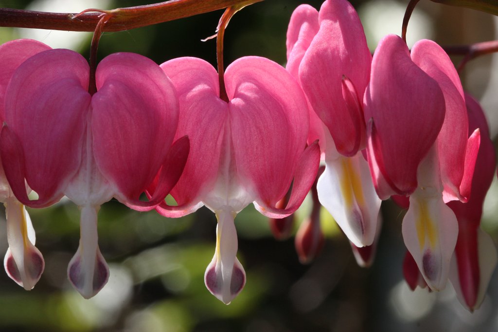 IMG_9717.JPG -  Bleeding Heart  ( Tränendes Herz )