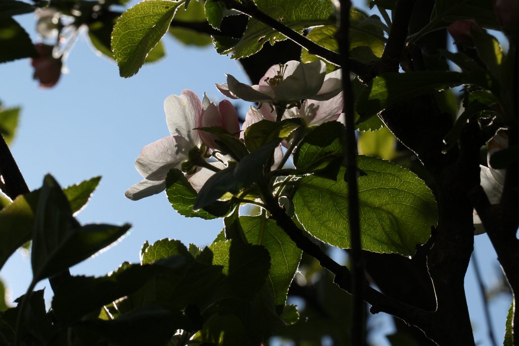 IMG_9728.JPG -  Apple  blossom