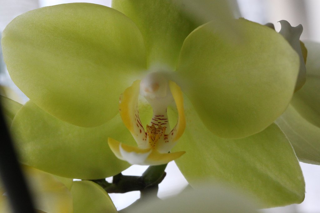 IMG_9740.JPG - Orchid