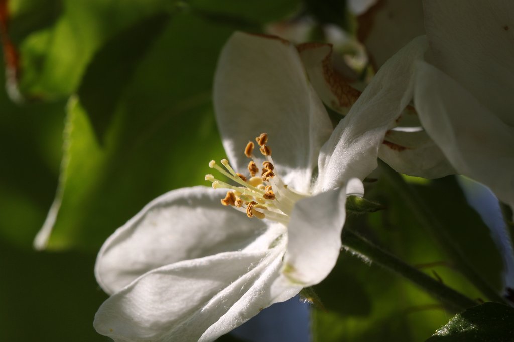 IMG_9762.JPG -  Apple  blossom