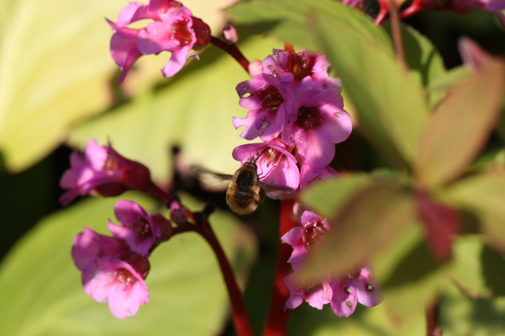 IMG_9779.JPG - Blossom