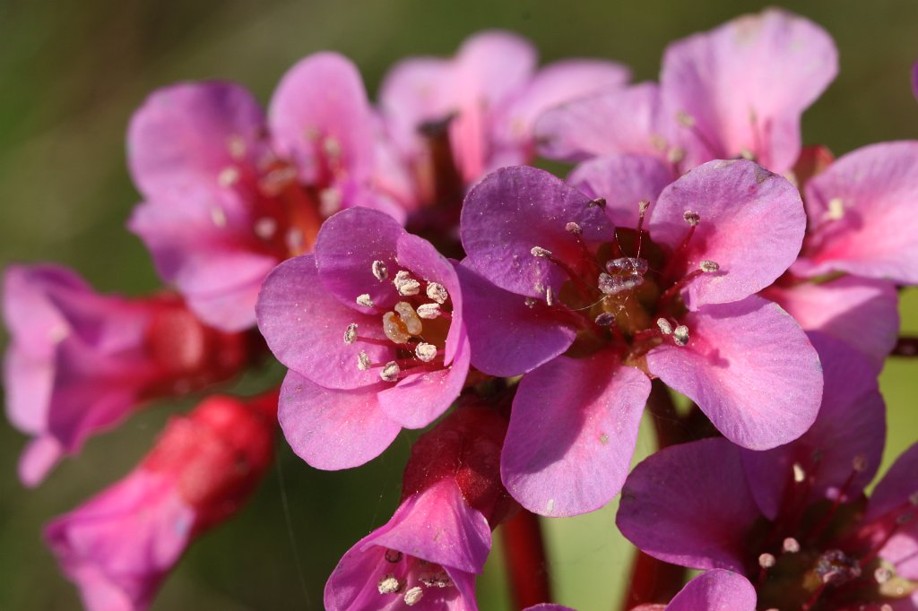 IMG_9780.JPG - Blossom