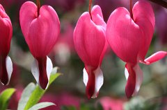 Bleeding Hearts