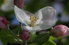 Apple Blossom