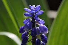 Grape hyacinth