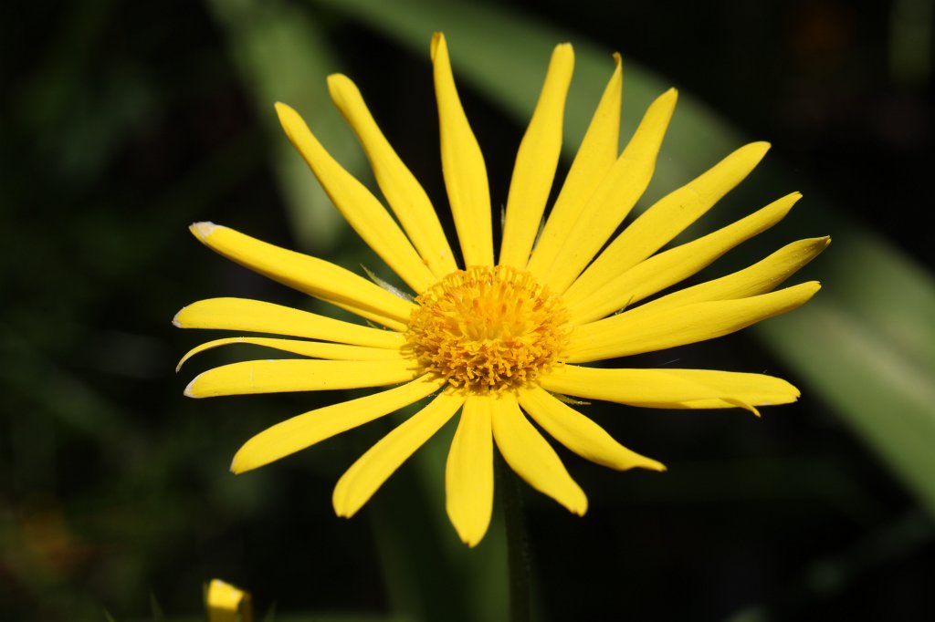 IMG_0002.JPG - Yellow  Aster 