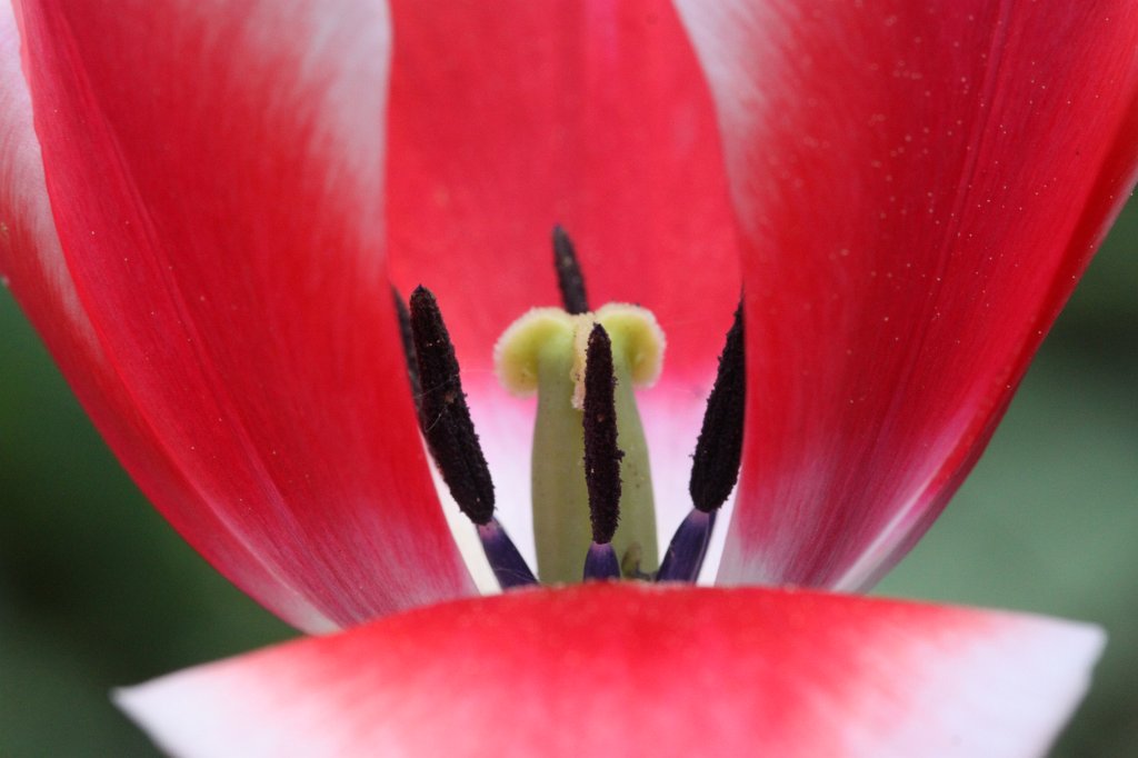 IMG_0010.JPG - Open  Tulip 