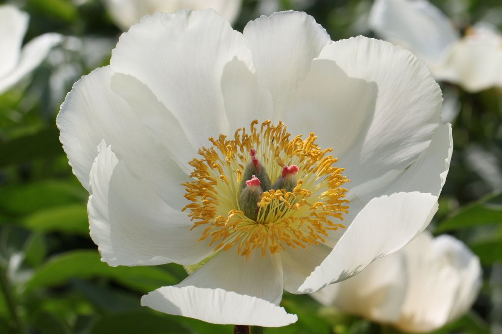 IMG_9828_c.jpg - Flower