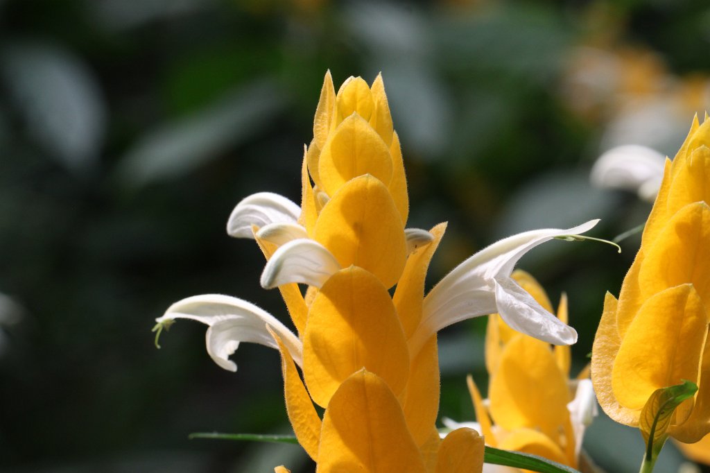 IMG_9902.JPG - Pachystachys lutea