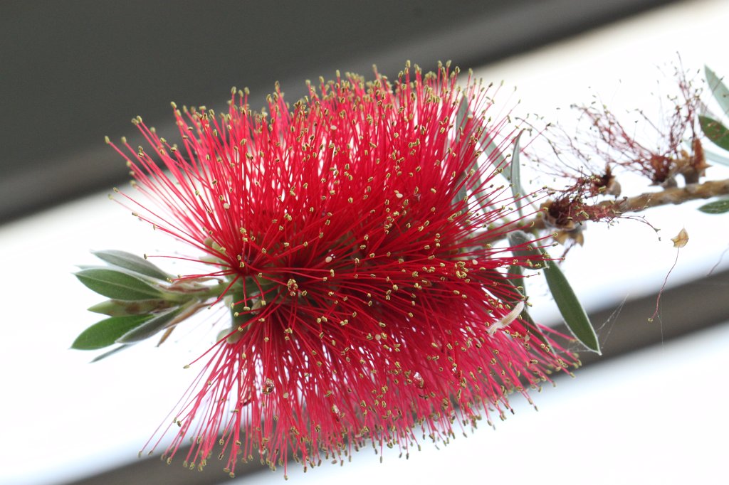 IMG_9969.JPG -  Callistemon citrinus 
