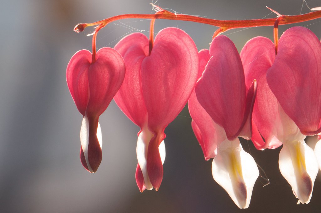 IMG_9987_c.jpg -  Bleeding Heart  ( Tränendes Herz )