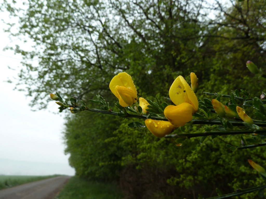 P1110979.JPG -  Genista  ( Ginster )