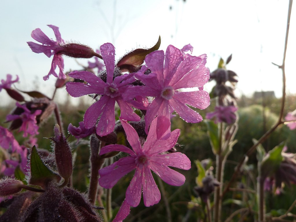 P1110999.JPG - Dew drops on flower
