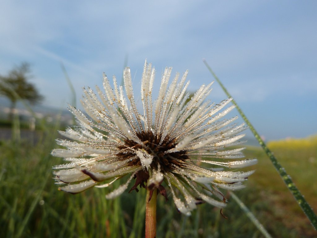 P1120009.JPG - Blowball with dew drops