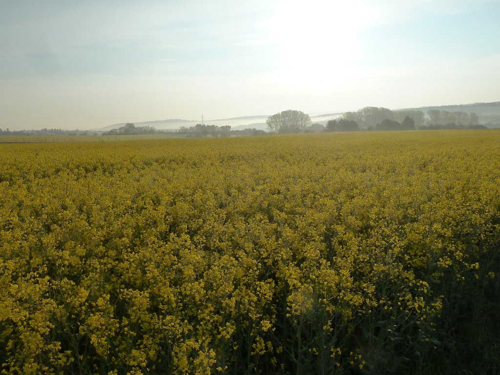 P1120013.JPG - Rapeseed field