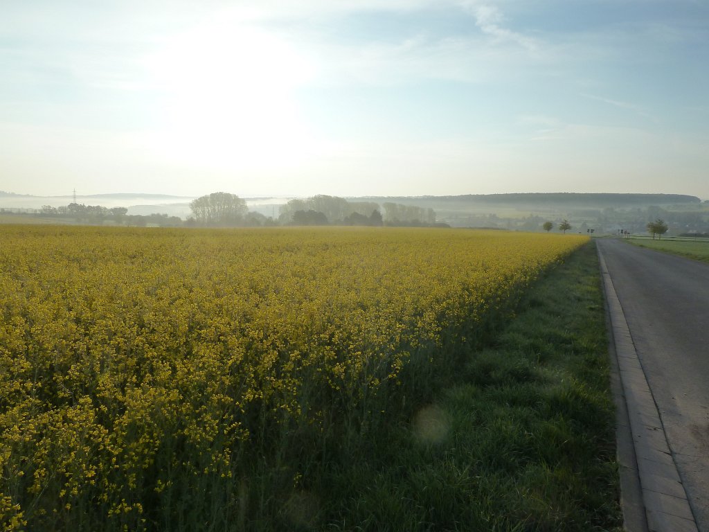 P1120015.JPG - Rapeseed field