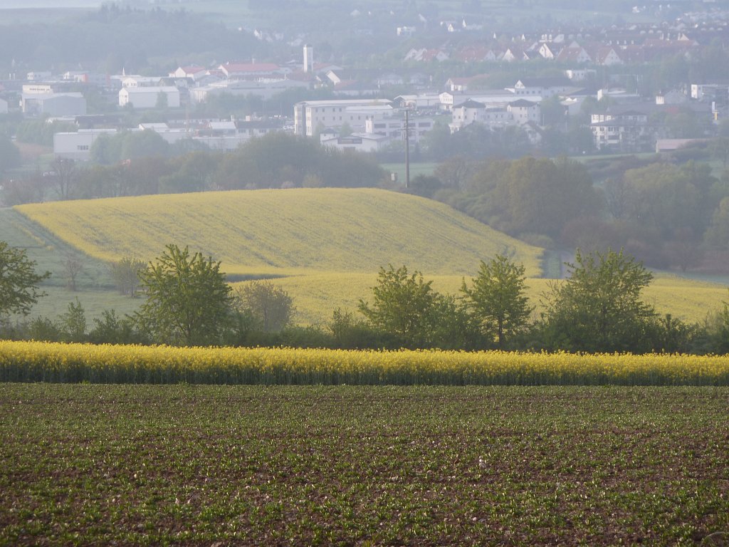 P1120025.JPG - Rapeseed fields