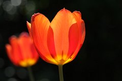 Tulip