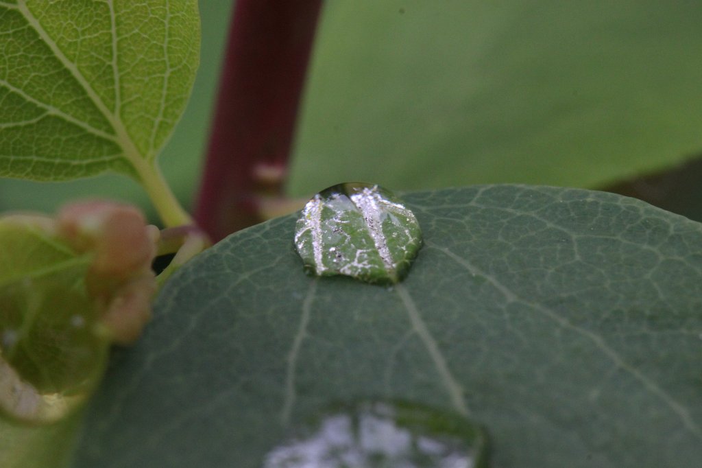 IMG_0058.JPG - Drop on leaf
