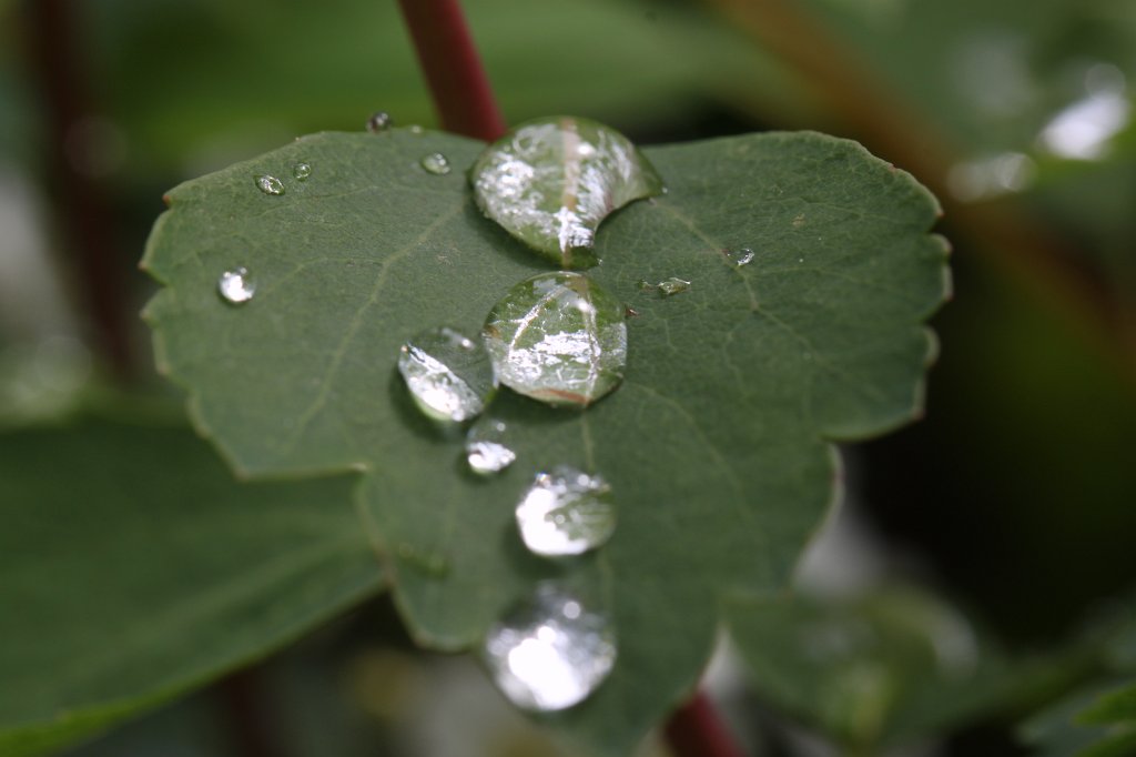 IMG_0071.JPG - Drops on leaf