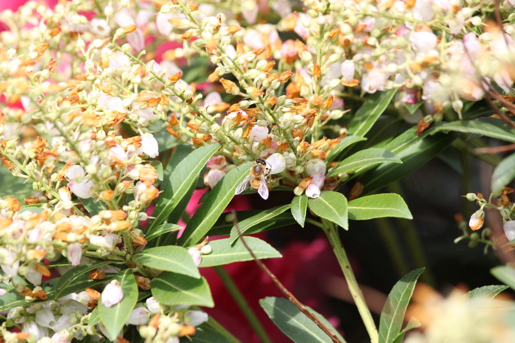 IMG_0083.JPG - Bee & Blossoms