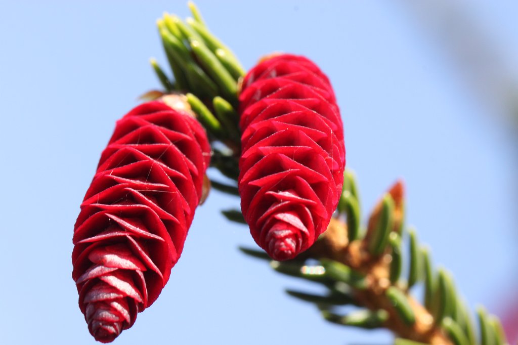 IMG_0133.JPG - Cones of a  picea orientalis aurea 