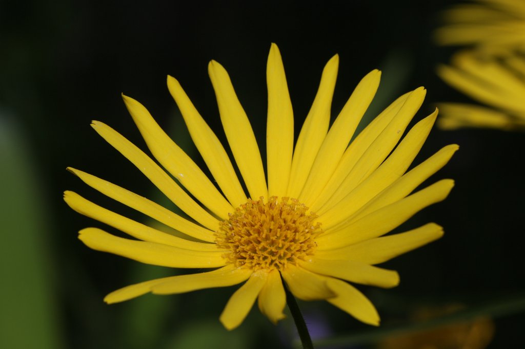 IMG_0139.JPG - Aster