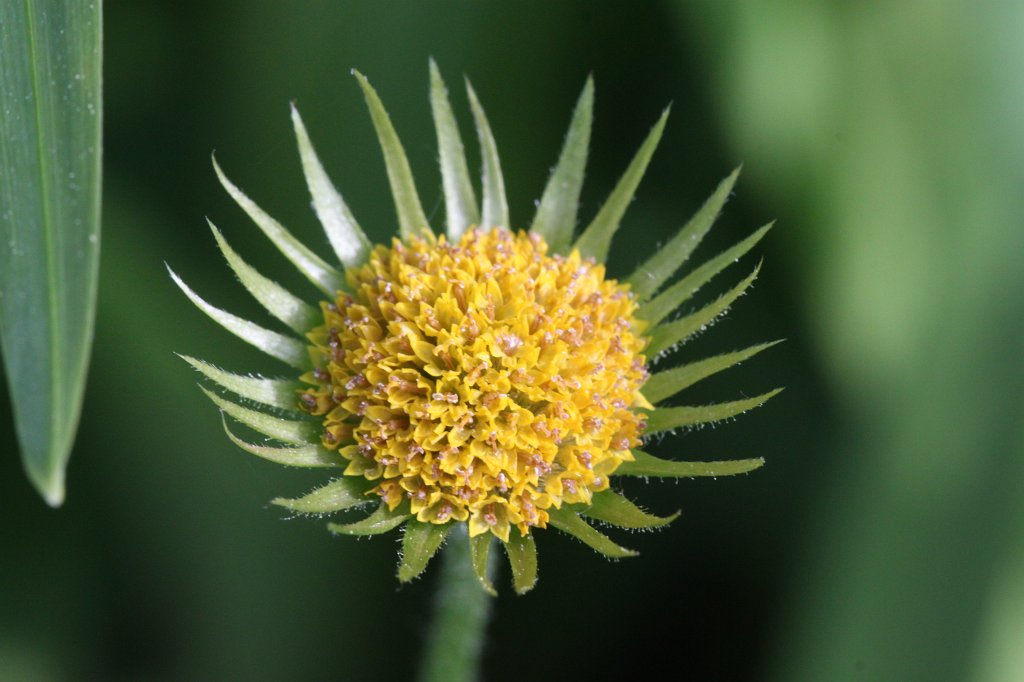 IMG_0144.JPG - Aster