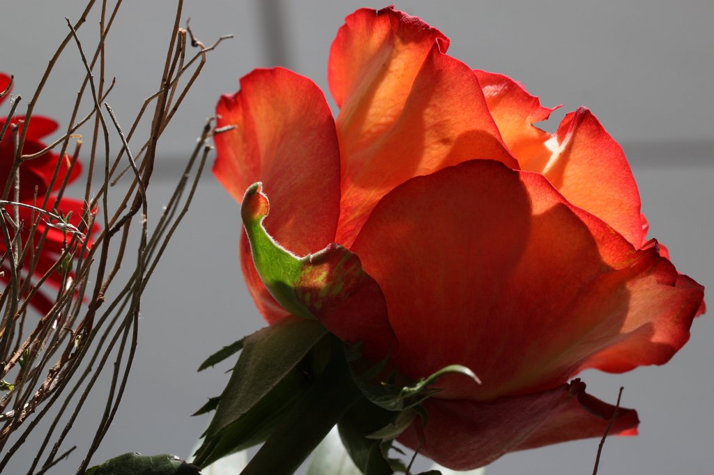 IMG_0221.JPG - Red  Rose 