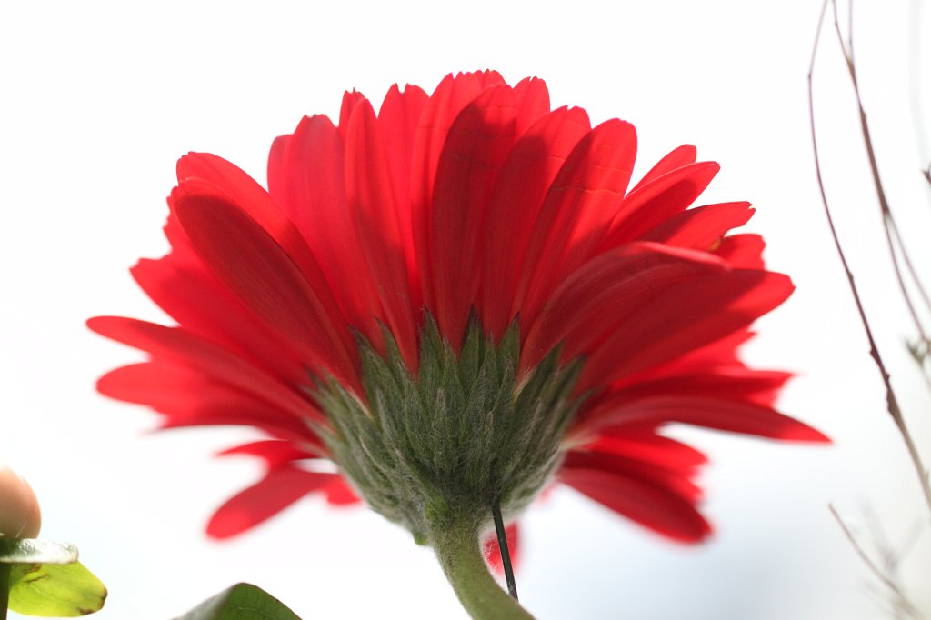 IMG_0238.JPG - Red  Gerbera 