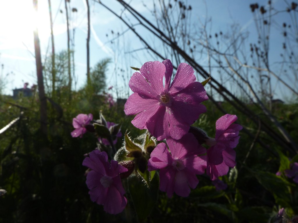 P1120048.JPG -  Red campion  ( Rote Lichtnelke )