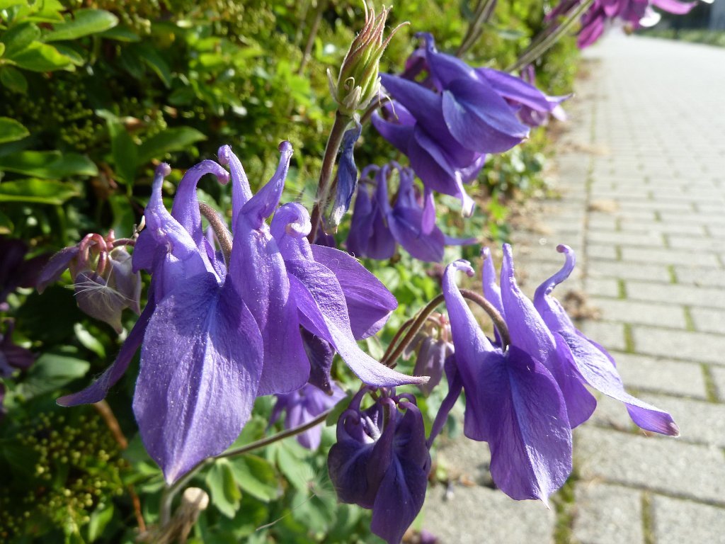 P1120064.JPG -  Columbine  ( Akelei )